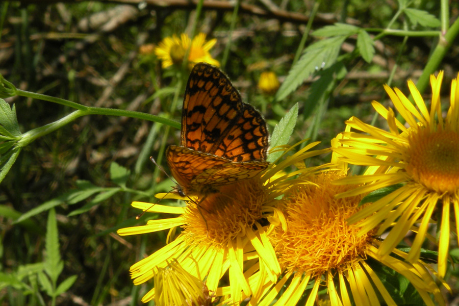 Melitaea athalia e Melitaea didyma